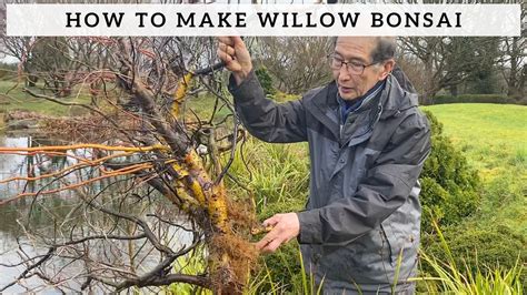 Dragon Willow Tree Bonsai