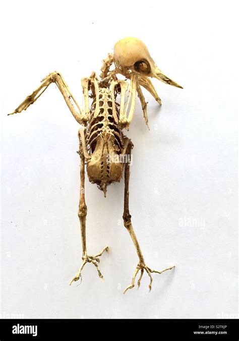 Black bird skeleton Stock Photo - Alamy