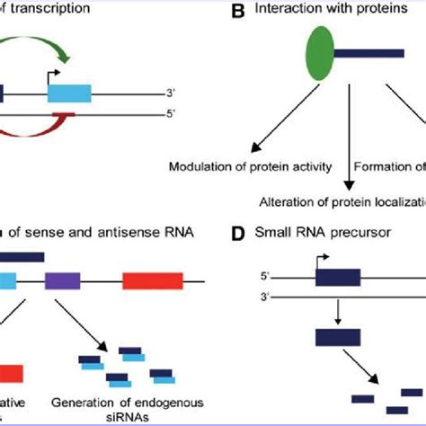 Overview Of Some Action Modes Of Lncrnas A Lncrnas Can Regulate