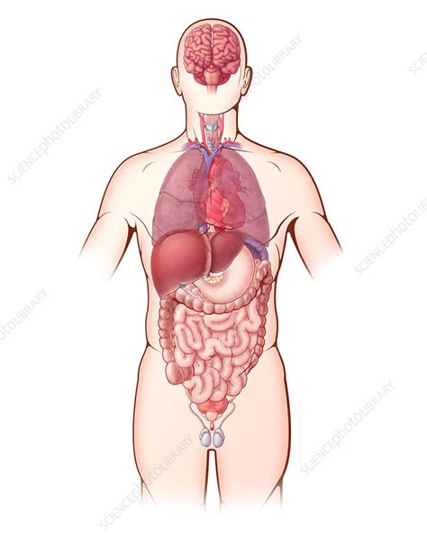 Organ Systems Illustration Stock Image C027 6758 Science Photo