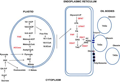 Oil Body Biogenesis And Biotechnology In Legume Seeds Plant Cell Reports