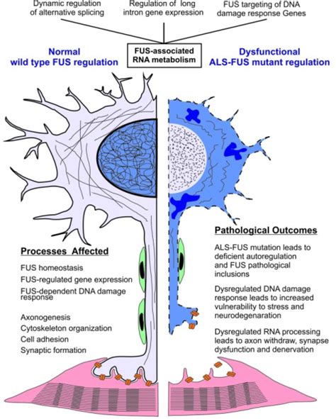 Figure 4 Dysregulation Of Fus Associated Rna Metaboli Open I