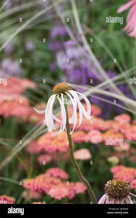 Echinacea Pallida Coneflower Stock Photo Alamy