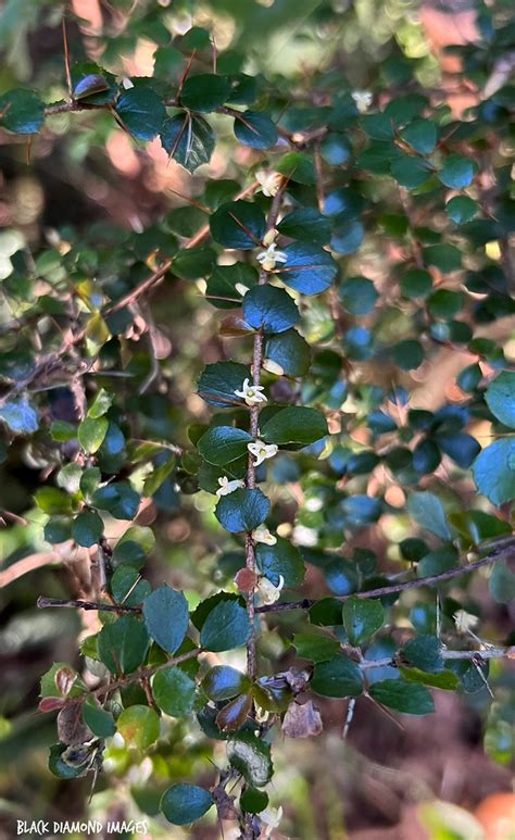 Pittosporum Multiflorum Syn Citriobatus Pauciflorus O Flickr