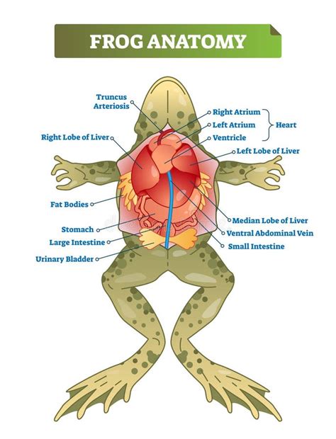 Frog Anatomy Stock Illustrations – 661 Frog Anatomy Stock Illustrations, Vectors & Clipart ...