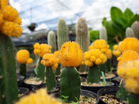 How Big Do Moon Cactus Grow Hunker