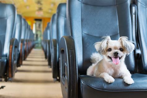 Partes Conmoci N Guante Se Permiten Perros En El Tren Competir Consejo Cojo