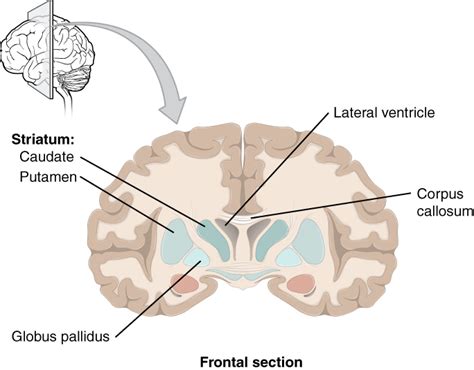 122 The Central Nervous System Medicine Libretexts