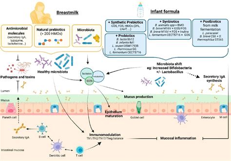 Effets immunomodulateurs des préparations pour nourrissons