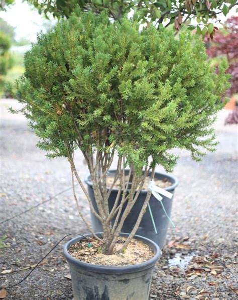 Taxus Media Hillii Caragh Nurseries