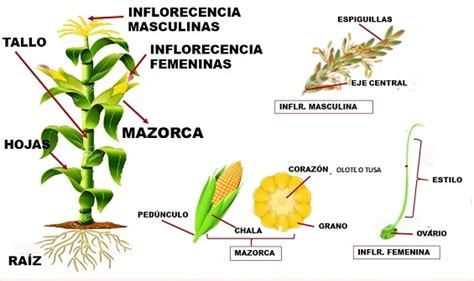 Zea Mays Ecured