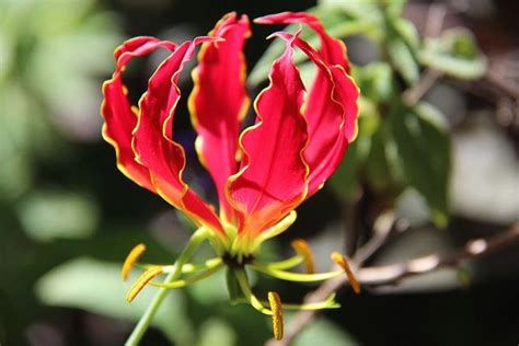 Flame Lily National Flower Of Zimbabwe