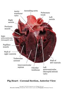 Pig Heart Dissection Photos - SLCC Anatomy