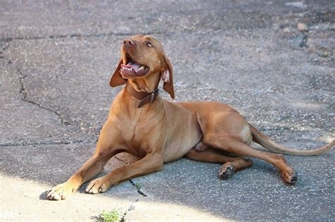 15 Best Pointer Dog Breeds: The Guide to Bird Dogs