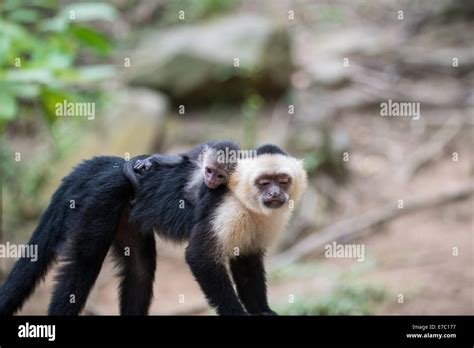 white headed capuchin  baby    stock photo alamy