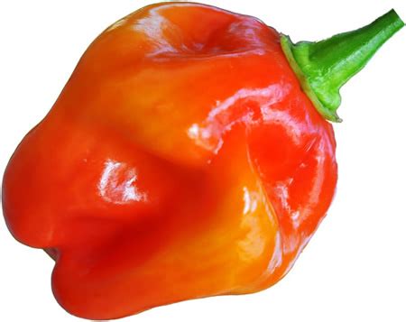 Red Savina pepper | Chili Peppers Wiki | Fandom