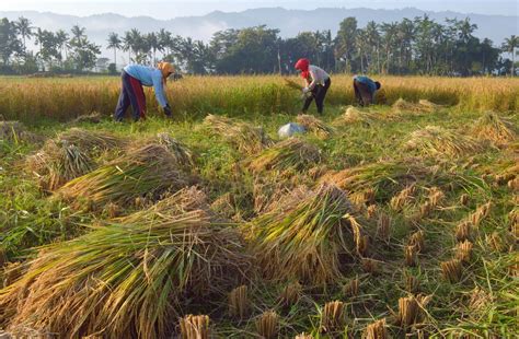 Metode Panen Padi Yang Baik Dan Benar Agar Hasil Maksimal Alfianxrm