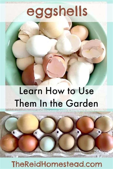 How To Use Eggshells In The Garden To Benefit Your Plants