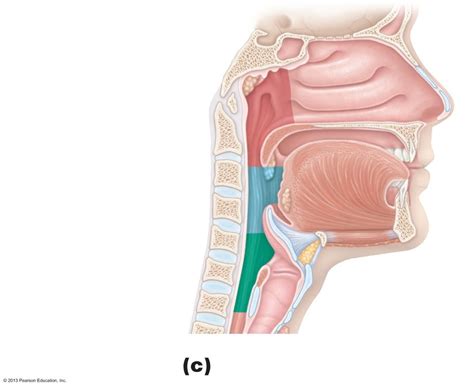 Respiratory System Pt Diagram Quizlet