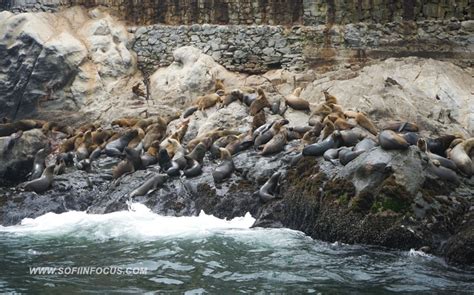 Callao Swimming With Sea Lions Palomino Islands Boat Tour GetYourGuide