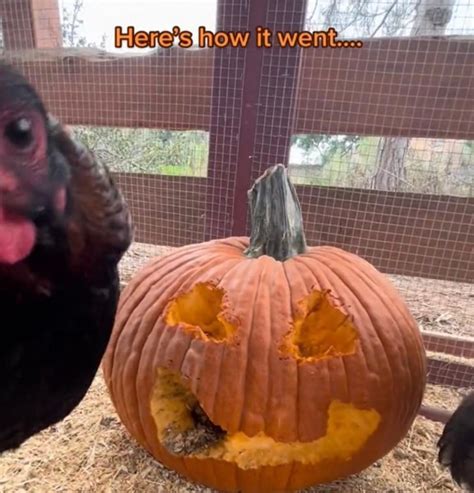 The Truth About TikTok S Chicken Pumpkin Carving Challenge