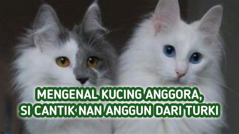 Mengenal Kucing Anggora Ciri Karakter Jenis Dan Harganya Youtube