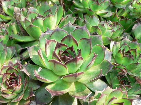 Free picture: succulents