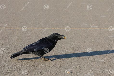 Crow eating some nuts stock image. Image of black, bird - 298610843