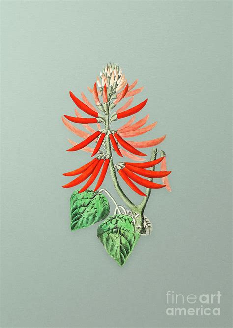 Vintage Naked Flowering Erythrina Botanical Art On Mint Green N 0065