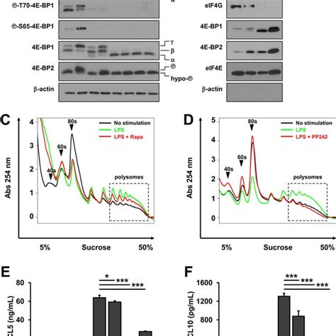 The Mtorc1‐4e‐bp12 Axis Regulates Cellular Translation Initiation And Download Scientific