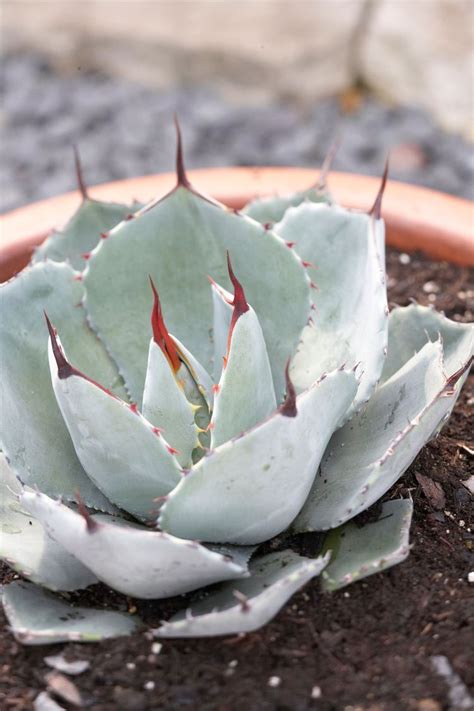 15 Hardy Types of Agave Plants That Can Handle the Cold