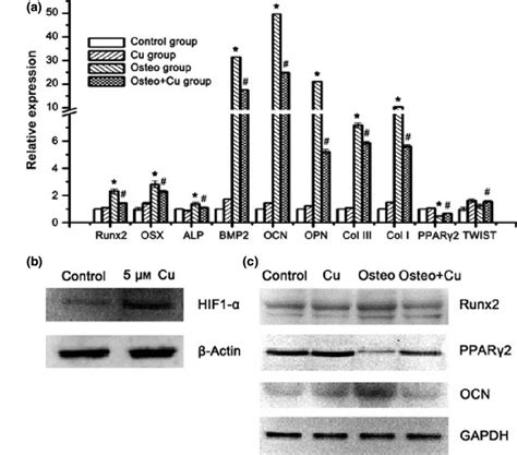 Analysis Of Osteogenic Differentiation Related Genes A Expression Of