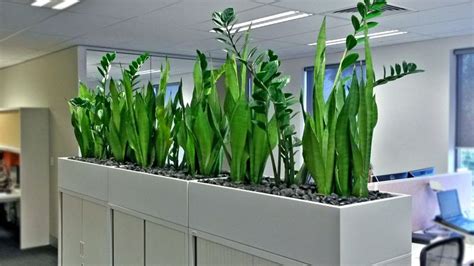 10 Indoor Plant Hire Services For Your Office