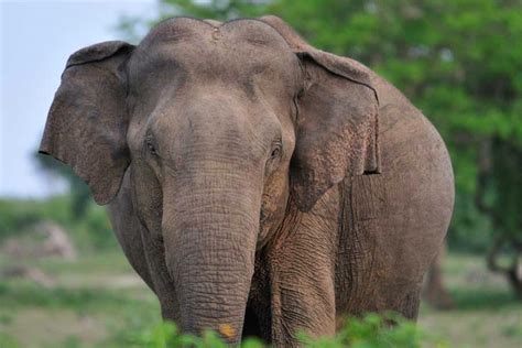 Wild elephants in Sri Lanka