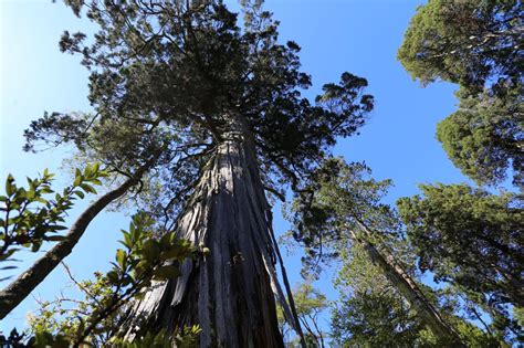 Lanzan proyecto para gestión sustentable del bosque nativo en Chile