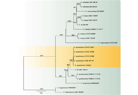 Phylogenetic Tree Of The Colletotrichum Spaethianum Species Complex