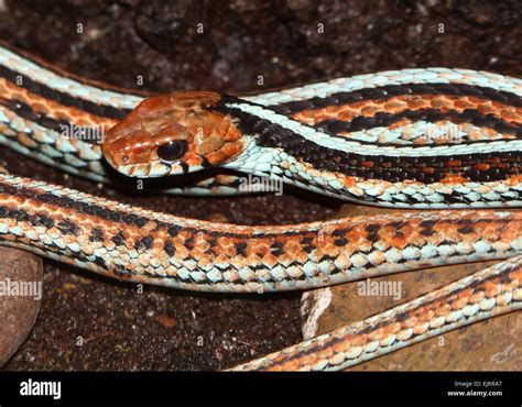 San Francisco Garter Snake Thamnophis Sirtalis Tetrataenia Stock Photo