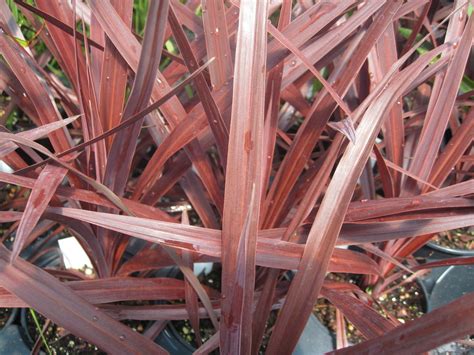 Online Plant Guide Cordyline Red Star Red Spike Ti Plant