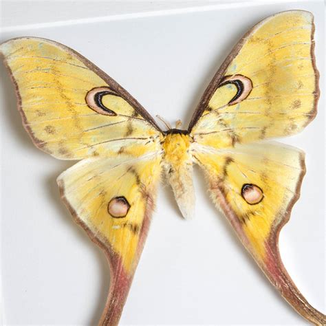 Female Sulawesi Moon Moth In Box Frame Actias Isis