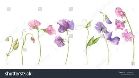 Sweet Pea Blossoms On White Background Stock Illustration 1260540181