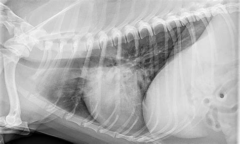 Canine Influenza | Clinician's Brief