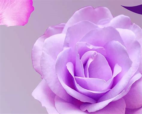 Purple Rose Wallpapers - 4k, HD Purple Rose Backgrounds on WallpaperBat