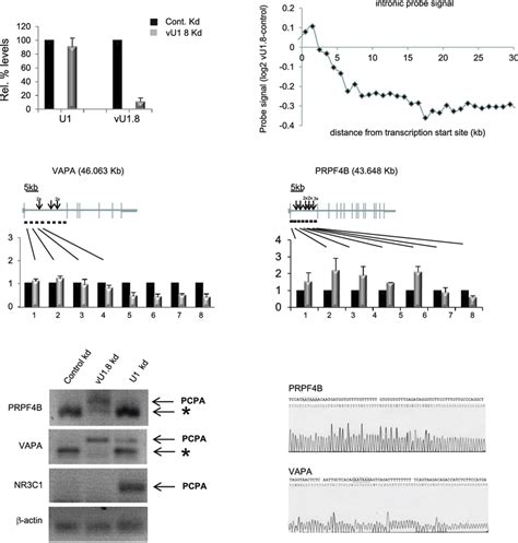 Altering VU1 8 SnRNA Levels Cause Global Transcriptome Changes In HeLa