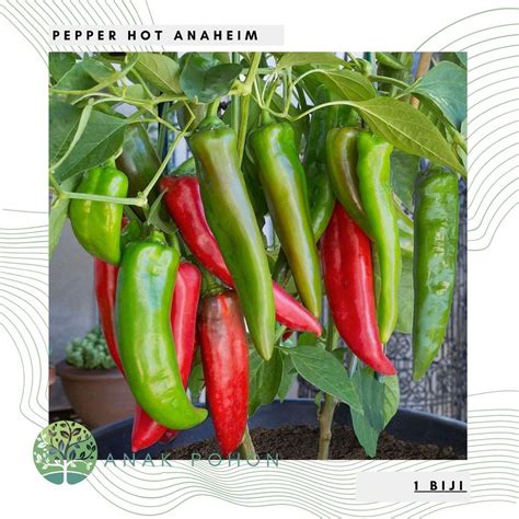 Jual Benih Bibit Biji Cabai Anaheim Hot Pepper Cabai Jumbo Hijau Seeds Shopee Indonesia