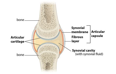 Synovial Joint Diagram Catalog Sale | nationaldefensepac.org