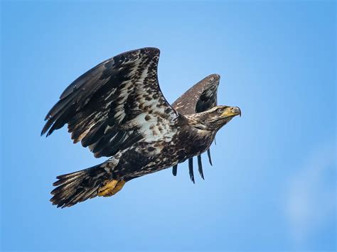 Juvenile Bald Eagles Identification Guide With Pictures Birdfact