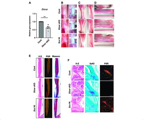 Macroscopic And Histological Finding In Tendons Of Dicer CKO Mice