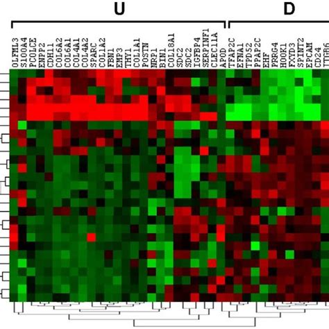 Hierarchical Clustering Of The 27 Breast Cancer Cell Lines Used In The