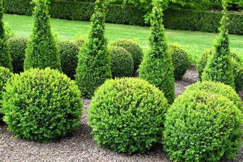 Tall And Narrow Shrubs For Screening Purposes