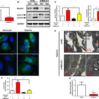 Knockdown Of Lncrnamalat Interferes With Hypoxiainduced Autophagy In